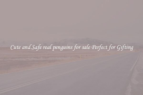 Cute and Safe real penguins for sale Perfect for Gifting